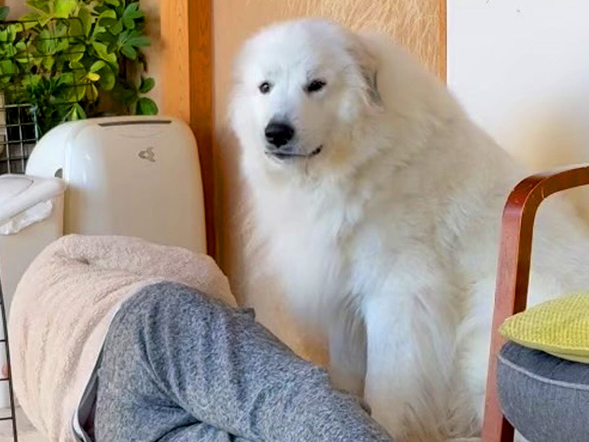 おじいちゃんを起こしたい超大型犬→おばあちゃんが悪巧みをして...まさかの『意外な結末』が58万回再生「素敵ファミリー」「みんな可愛い」
