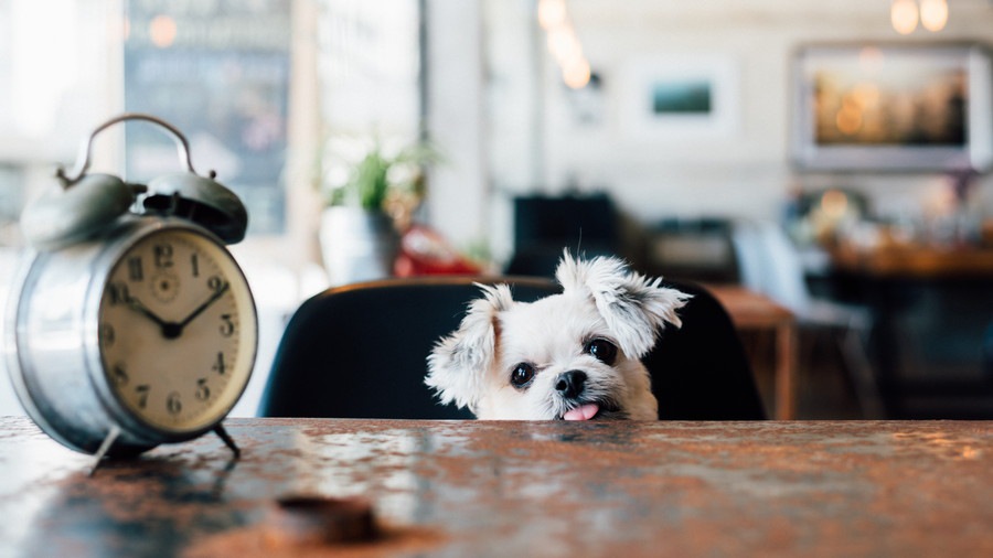 犬は時間が分かる？　過去や未来をどう認識しているのか