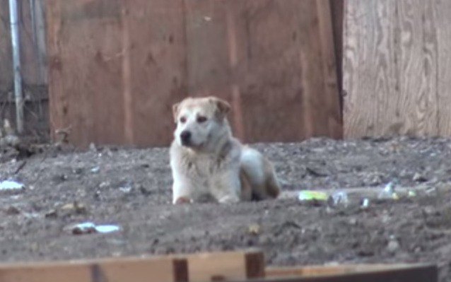 飼い主に見捨てられた孤独な犬を救助。もう一度人を信頼してくれるのか 