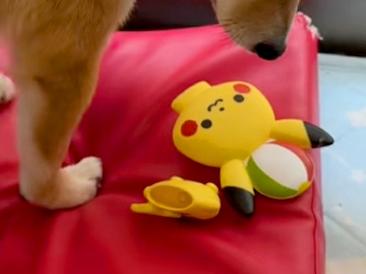 パキッと音がしたので見に行ったら、おもちゃを壊した犬がいて…想像以上に『落ち込んでいる様子』に反響「優しいなあ」「大事なお友達なんだね」