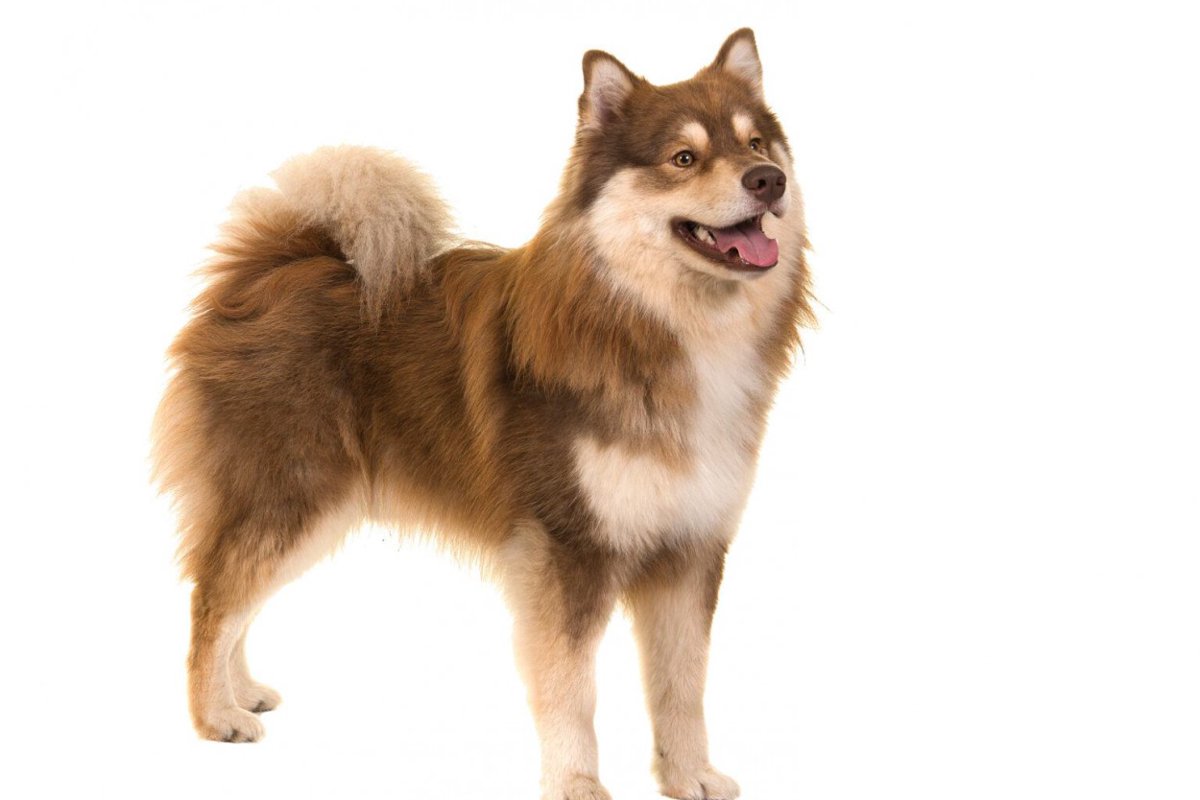 【獣医師監修】フィニッシュ・ラポニアン・ドッグってどんな犬種？特徴と性格や飼い方・価格相場まで解説