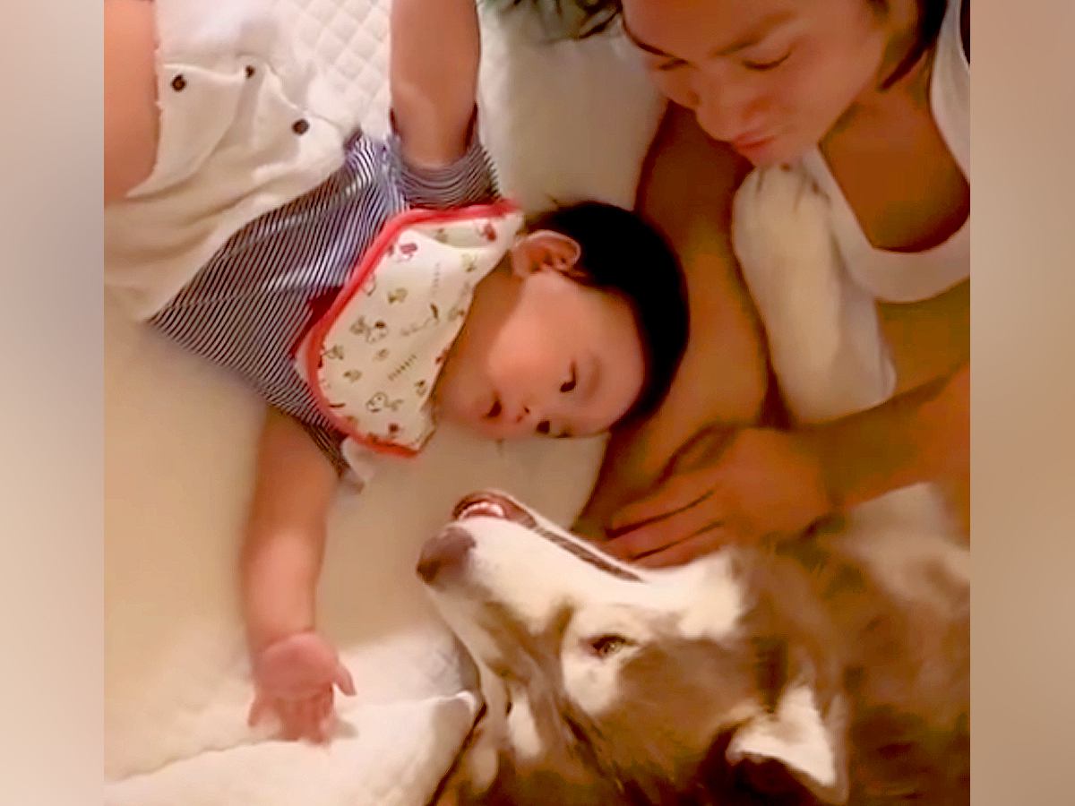 赤ちゃんが大型犬２匹と一緒に転がっていたら、突然泣き出して…まさかの『愛おしすぎる号泣の理由』に反響「幸せの集合体」「ヤバイ、可愛すぎ」
