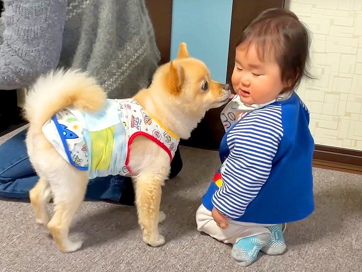 犬が我が子のように可愛がっていた赤ちゃん…切なすぎる『お別れの日』と寂しそうな表情が18万再生「優しい眼差し」「なんて素敵なご家族」