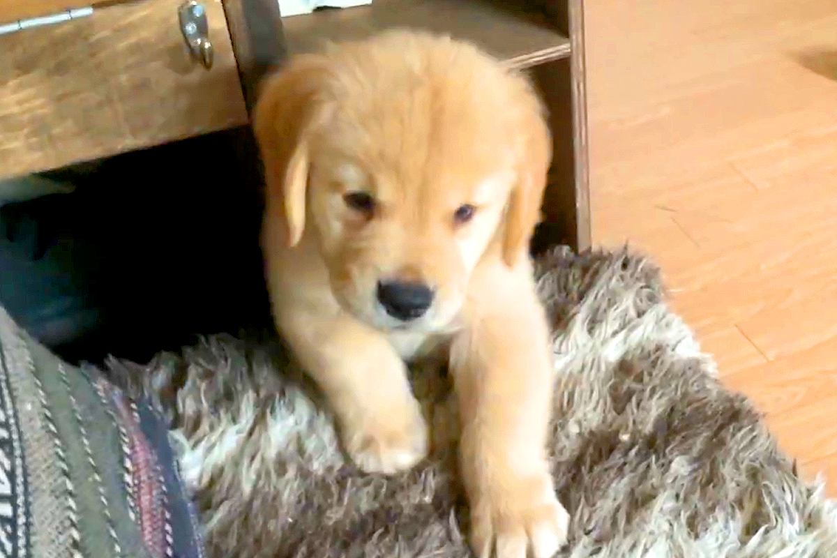 いつも脱走してしまう大型犬の赤ちゃん→クッションで道を塞いだ結果…予想外の『可愛すぎる展開』が10万再生「そこで寝る？ｗ」「最高に尊い」