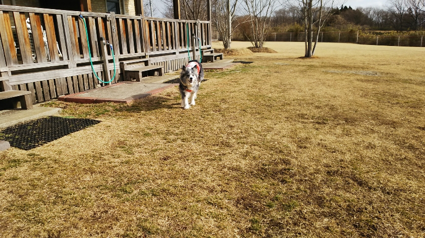 愛犬と楽しく泊まれる宿　ペンションオリーブ（那須）