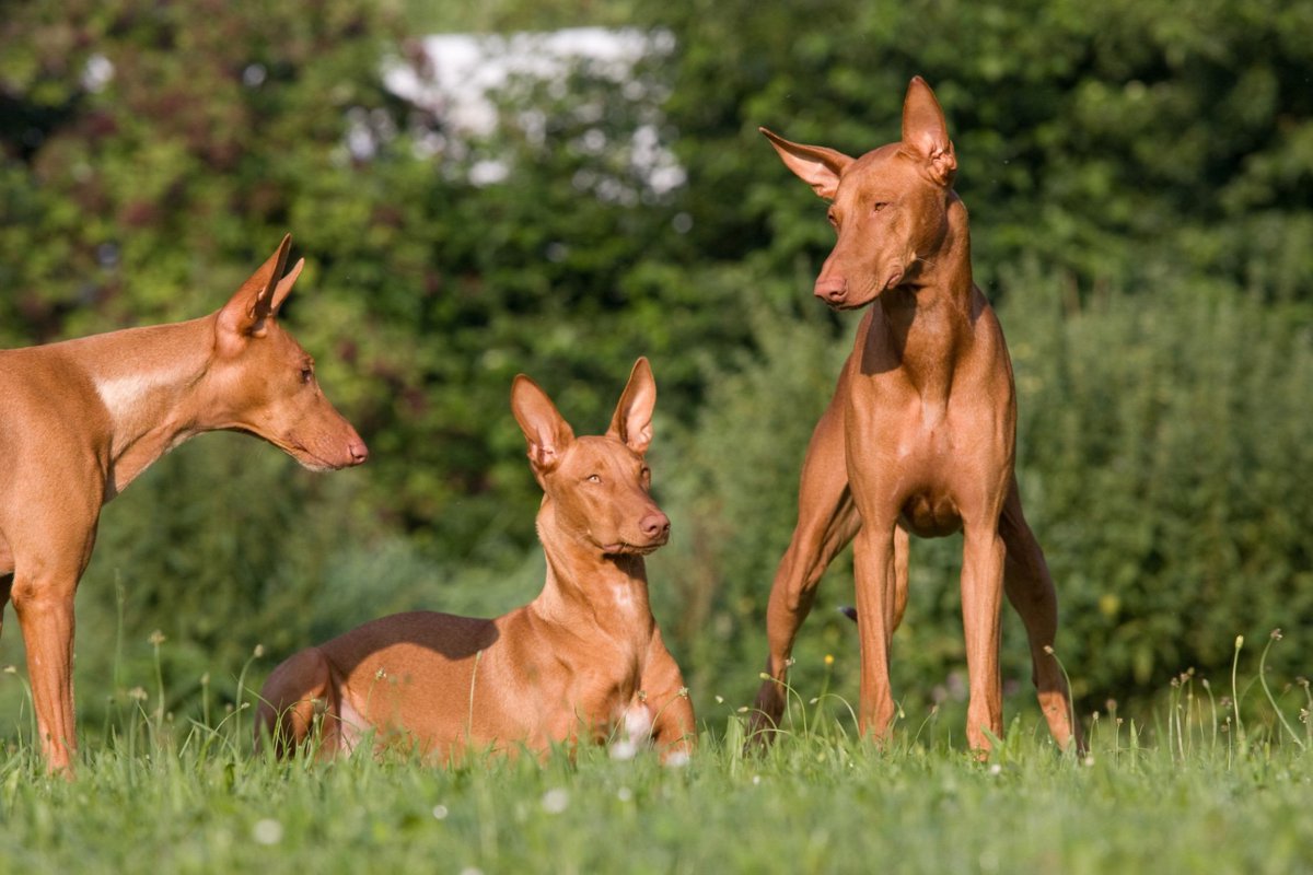 知っていたら犬博士？！とても珍しい犬種９選