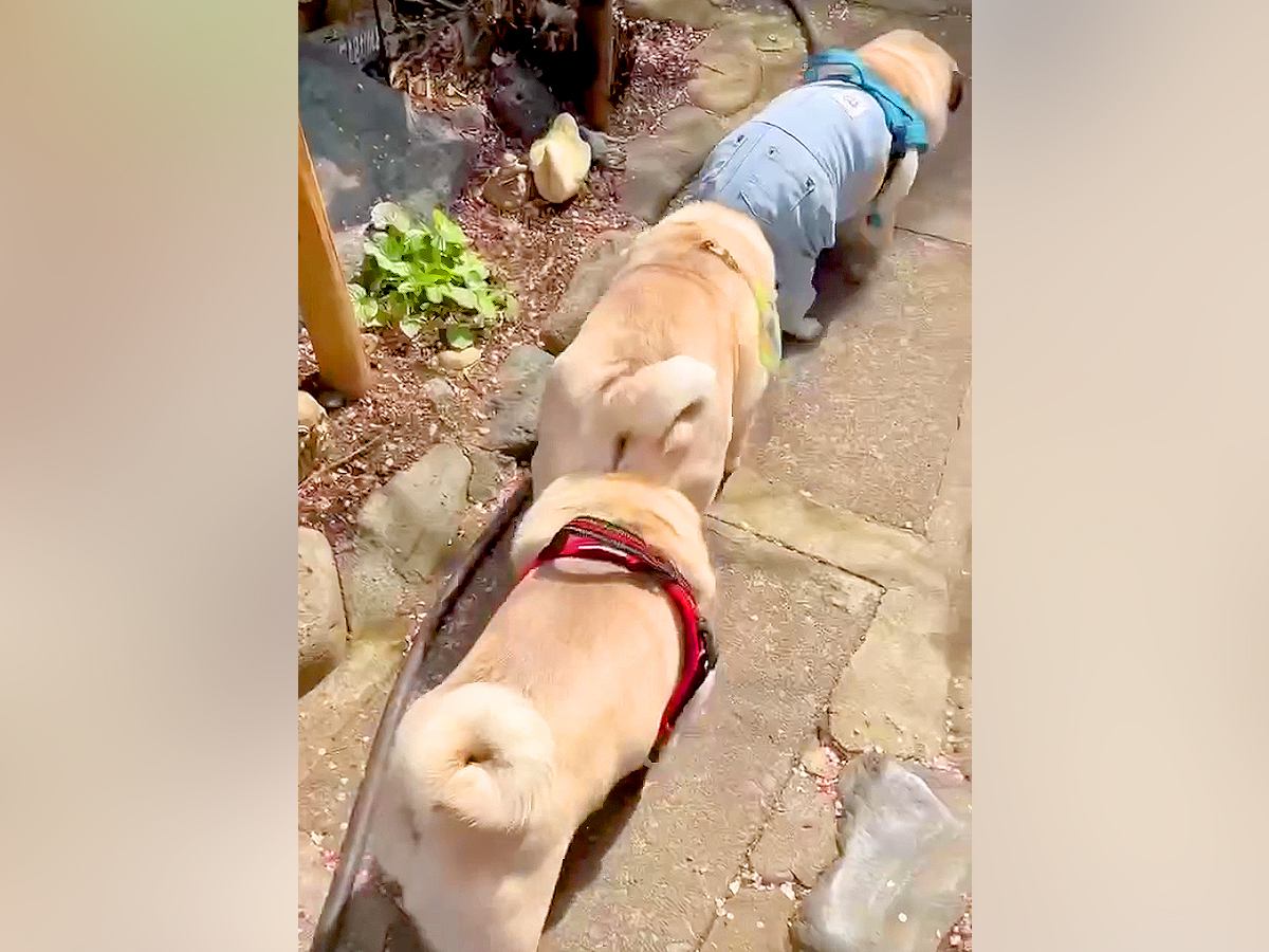 パグ犬３匹とお散歩→なぜか電車のように…？あまりにも可愛い光景が37万再生「ずっと見ていられるｗ」「上手すぎ」海外からも多くの反響