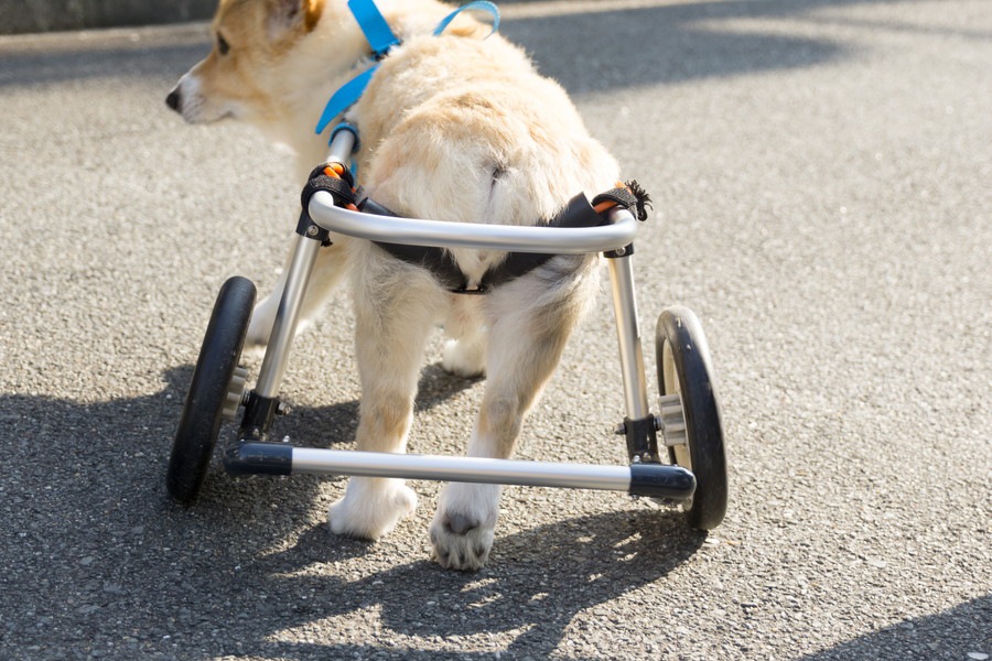 犬の足がガクガク震える原因とは？考えられる病気について