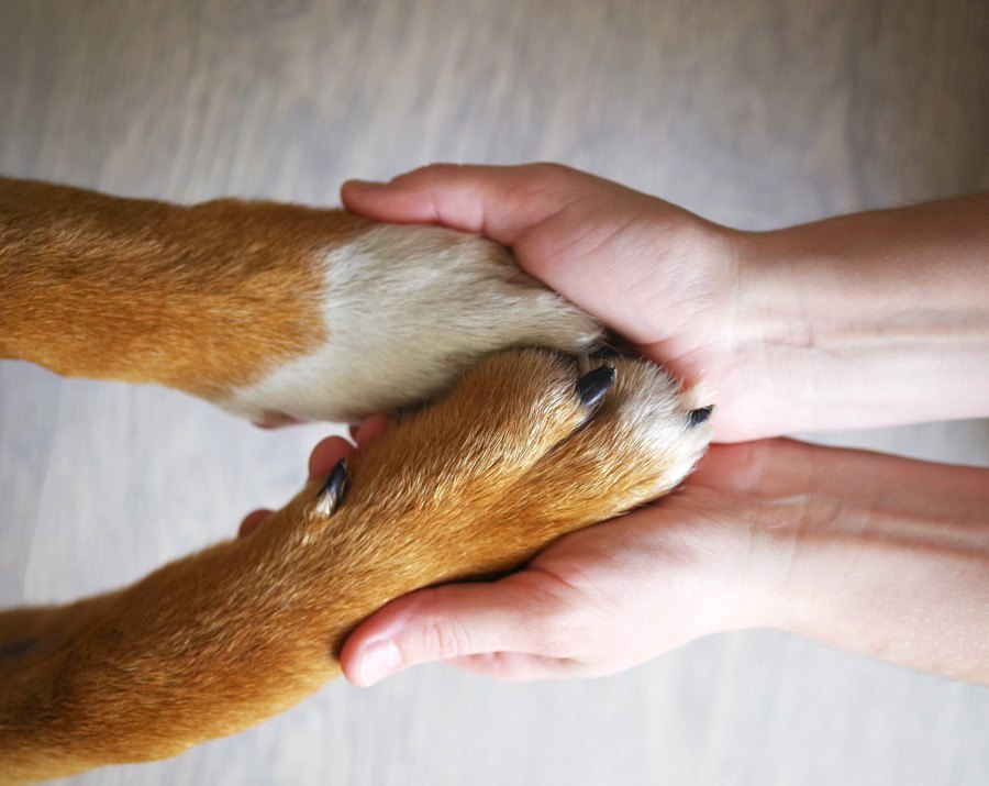 犬にとって『飼い主』はどういう存在なの？