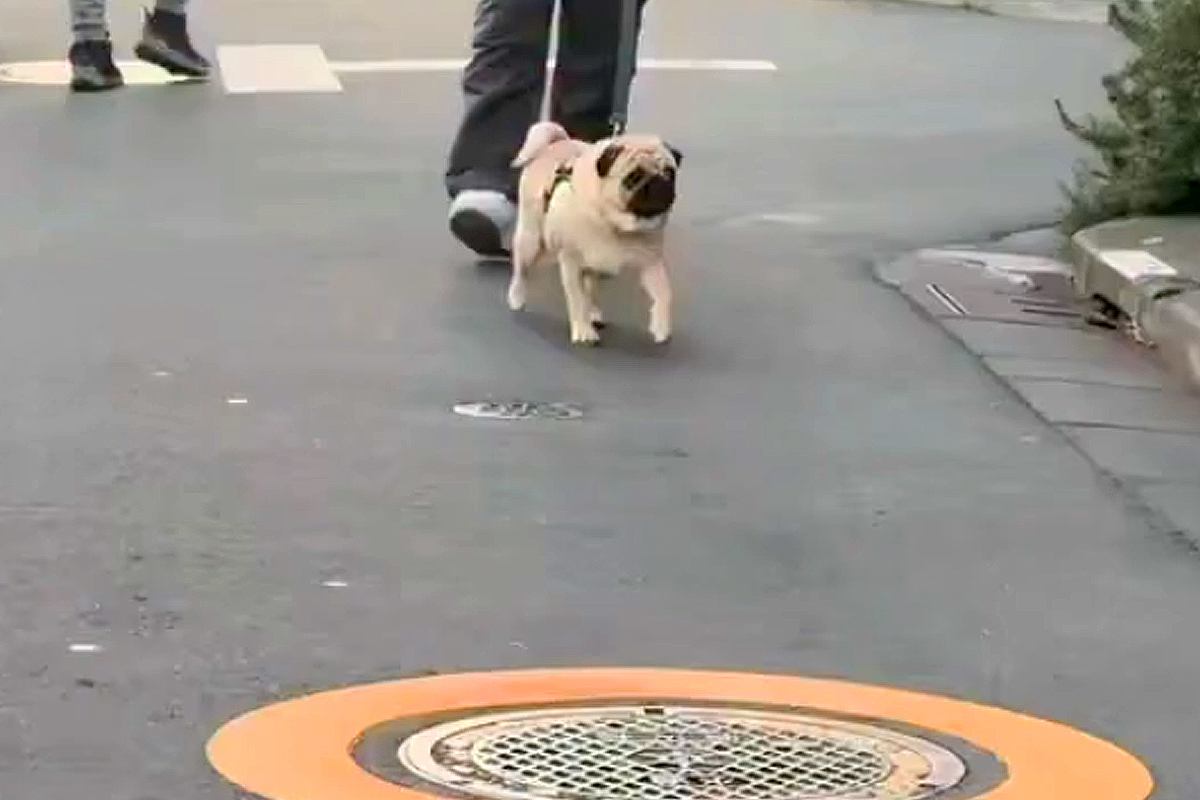 散歩中、偶然ママに遭遇したら犬は気付くか？検証した結果→目の前でジーっと見つめて…まさかの反応が250万再生「可愛い」「あれ？って顔ｗ」