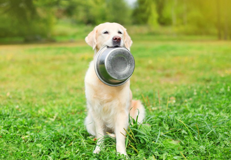 犬が満腹な時に見せる２つの仕草と満腹のチェック方法