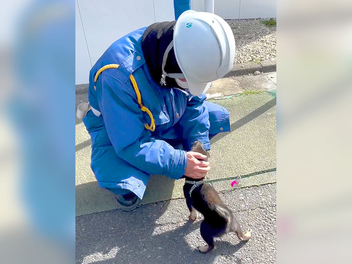 子犬が『工事現場の警備員に恋をした』結果…相思相愛すぎる光景が86万再生「手袋取るの優しすぎ」「おじさん嬉しいだろうな」と大絶賛