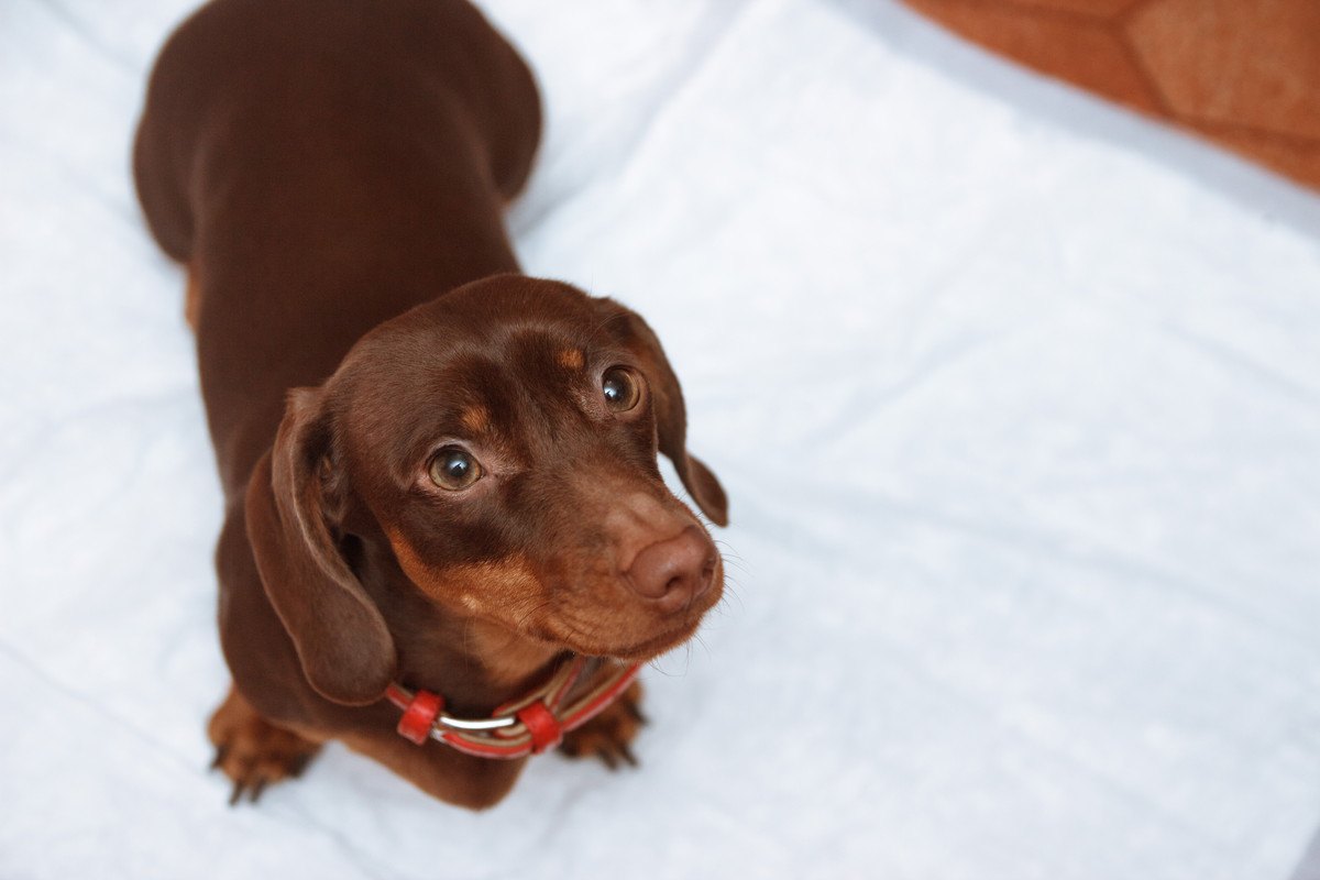 犬の『トイレの様子』でわかる４つの心理