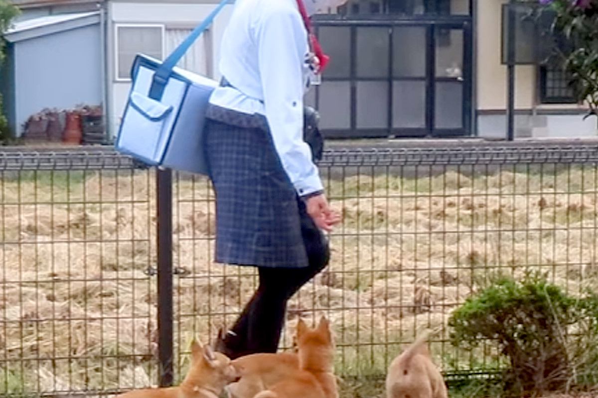 家に『ヤクルトレディ』が訪問してきた結果→畑で遊んでいた子犬たちが…仕事にならない『まさかの光景』が36万再生「天国かよ」「羨ましすぎ」