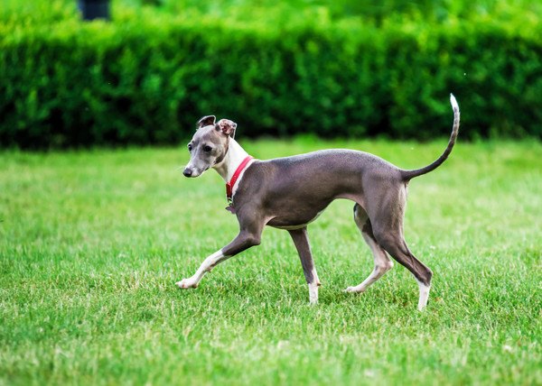 イタリアングレーハウンドの性格や特徴、飼い方から子犬の価格まで