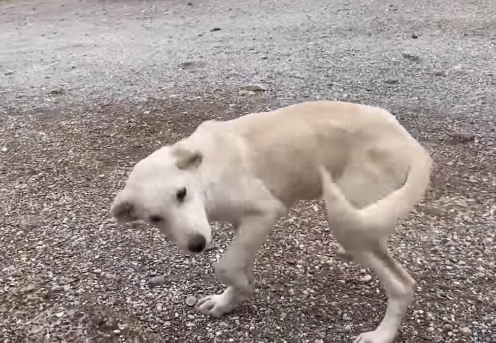 耳がちぎれ首輪をを付けた子犬が1匹で車のかげに身を寄せていました