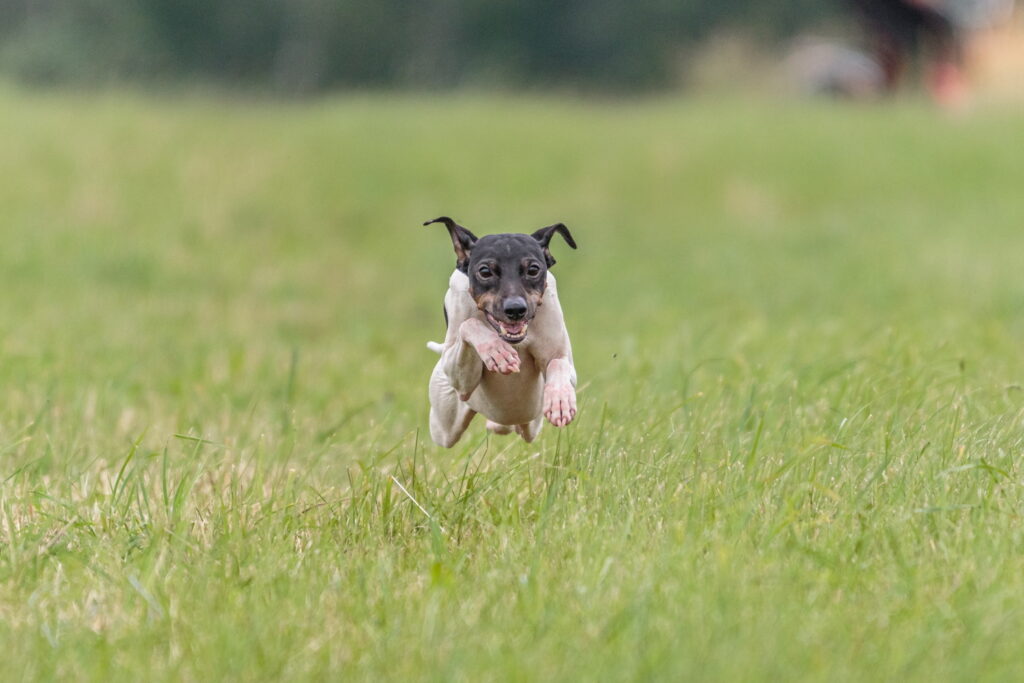 日本テリア｜犬種の特徴と性格、飼い方や価格相場まで解説