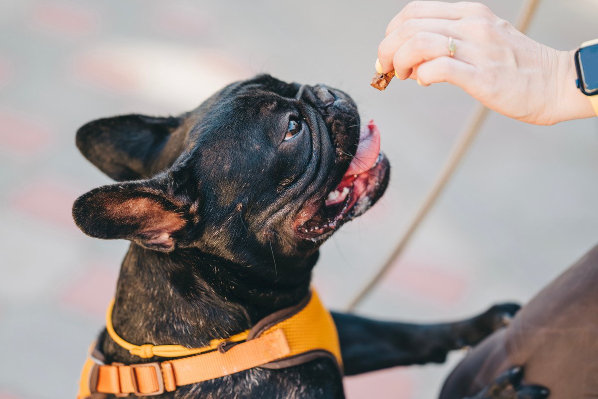 愛犬のしつけで効果的な『ご褒美のあげ方』3つ　与えるタイミングから量や種類、NG行為に至るまで徹底解説