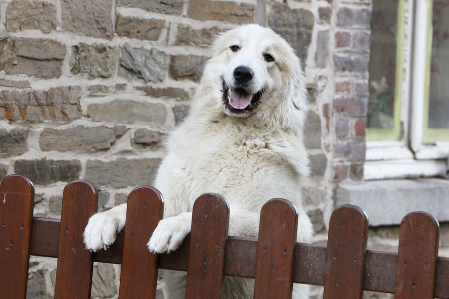 犬はあなたの「顔」をあんまり気にしていないかもしれないという研究結果