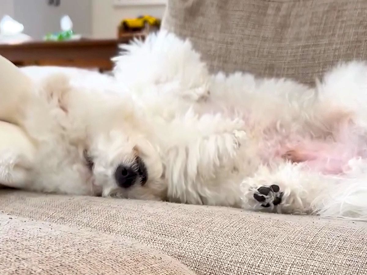 忙しい朝、ふと目をやると犬が…とんでもなくマイペースな『4度寝をかます光景』が21万再生「凄い幸せそう」「無防備さがたまらない」と悶絶