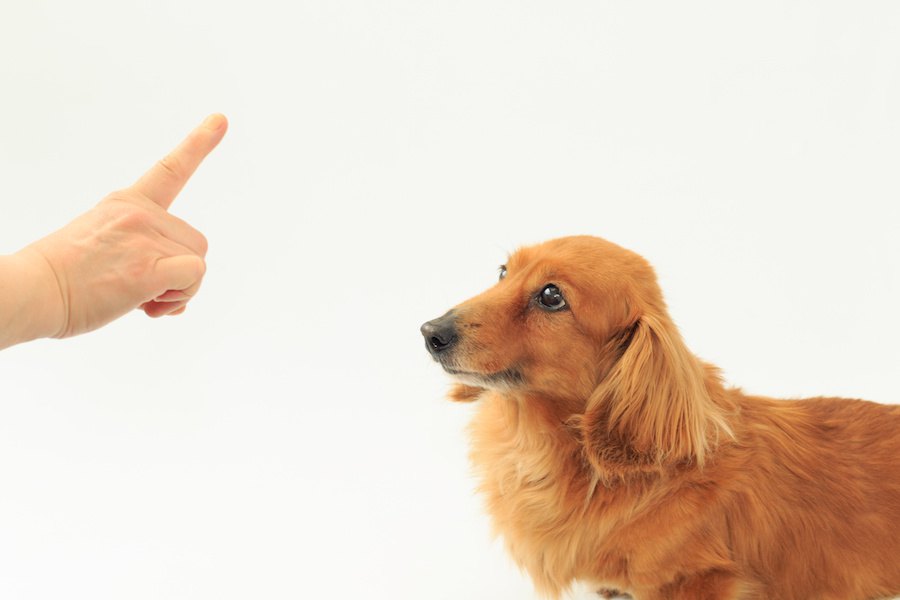 間違ってない？犬の飼い方で勘違いしやすい3つのこと