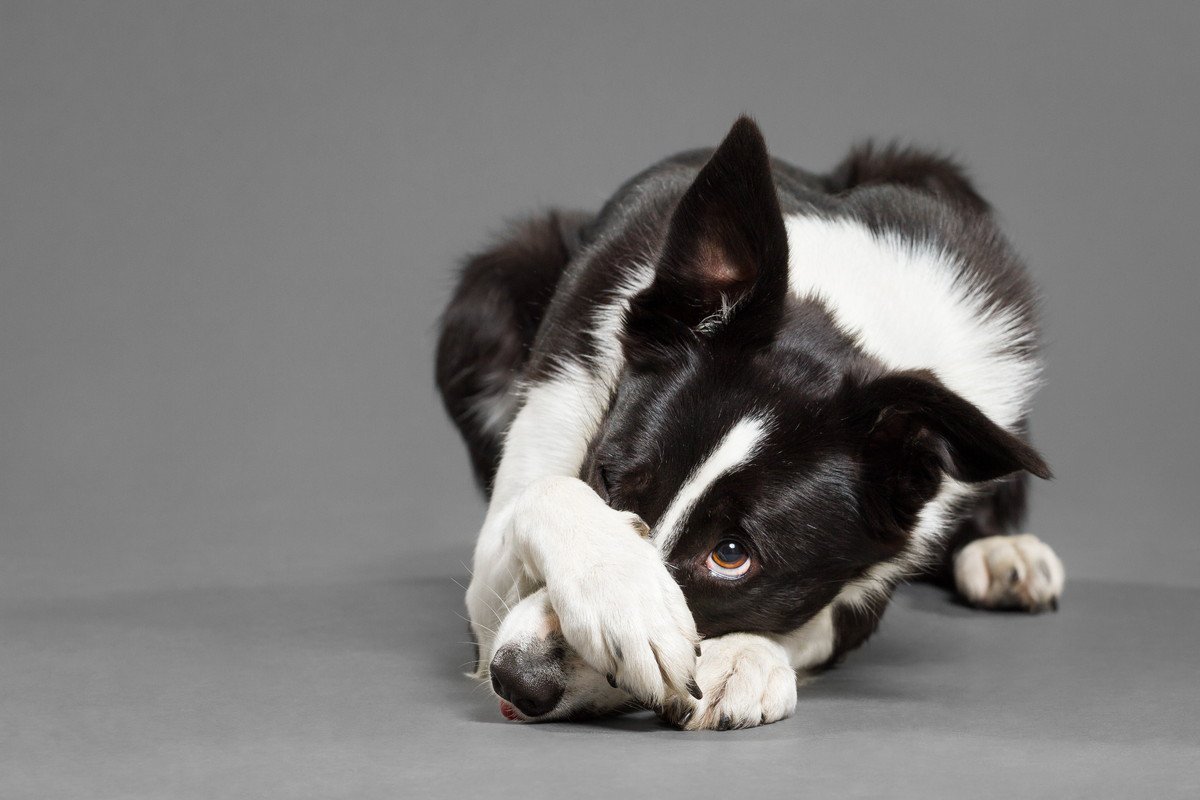 犬が『危険を察知した時』に見せる仕草や行動7選