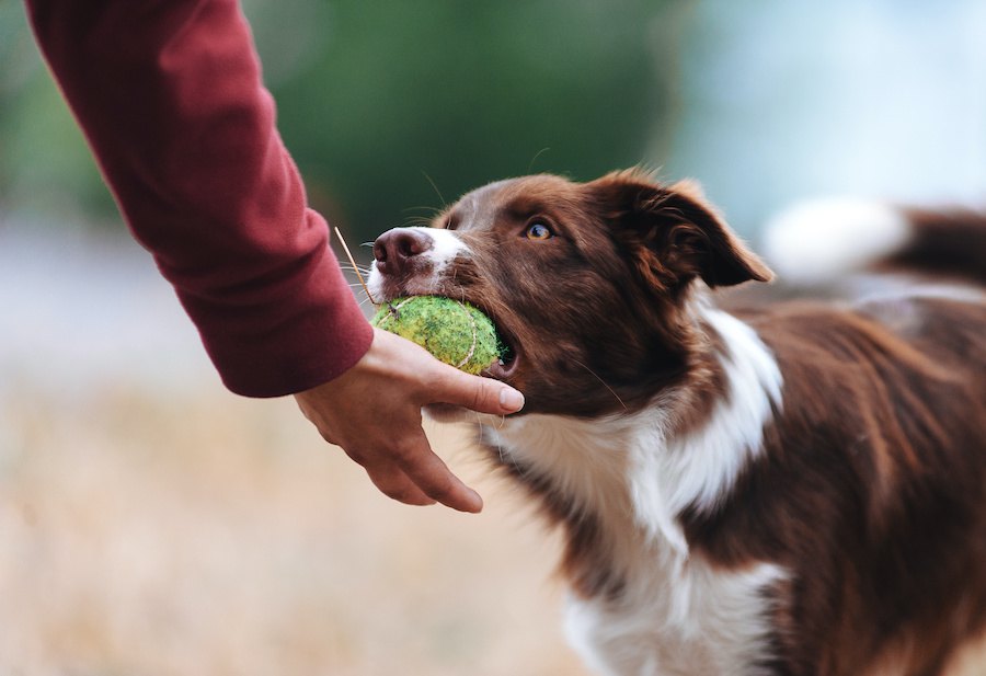 犬のおもちゃで絶対してはいけない『NG行為』４選