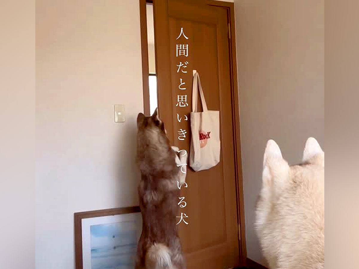 どんなドアでも開けられる大型犬→完全に『自分を人間だと思っている光景』に「天才！すごいですね」「うちも開ける専門ですｗ」と称賛の声