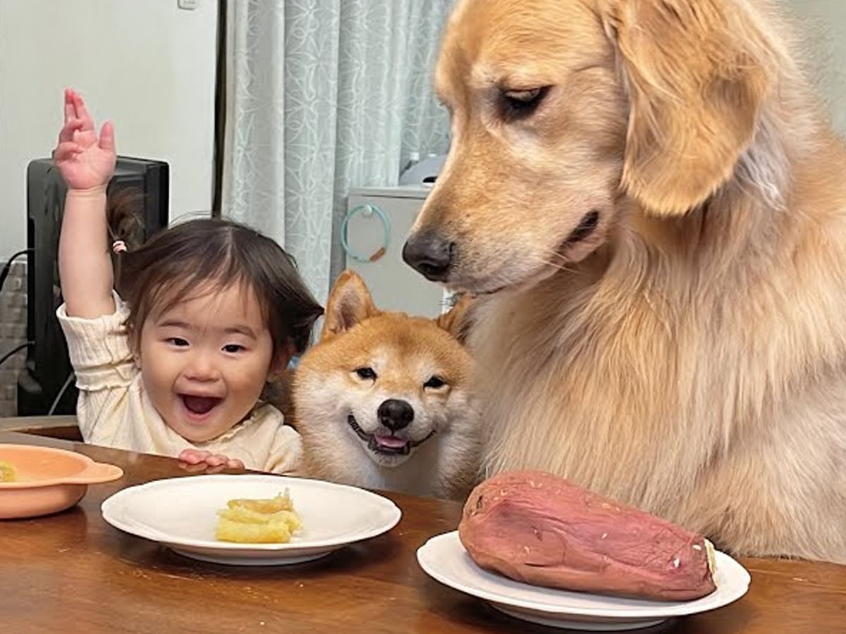 2匹の犬が『ダイニングチェア』で…思わず微笑んでしまう『人間のような食事風景』が51万再生「素晴らしい環境…」「3人仲良しでほっこり」
