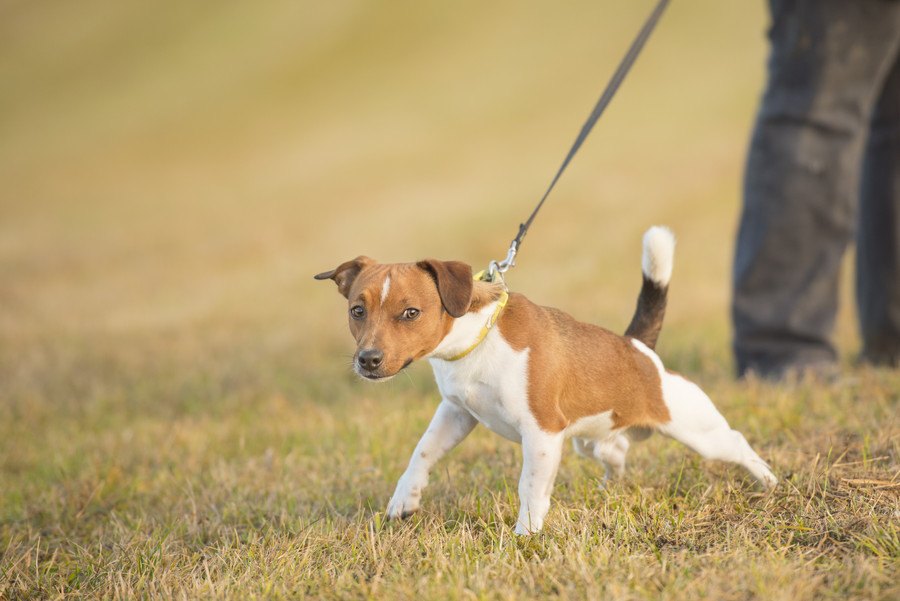 犬がリードを引っ張る原因と対処法！異常な場合は健康に問題も…？