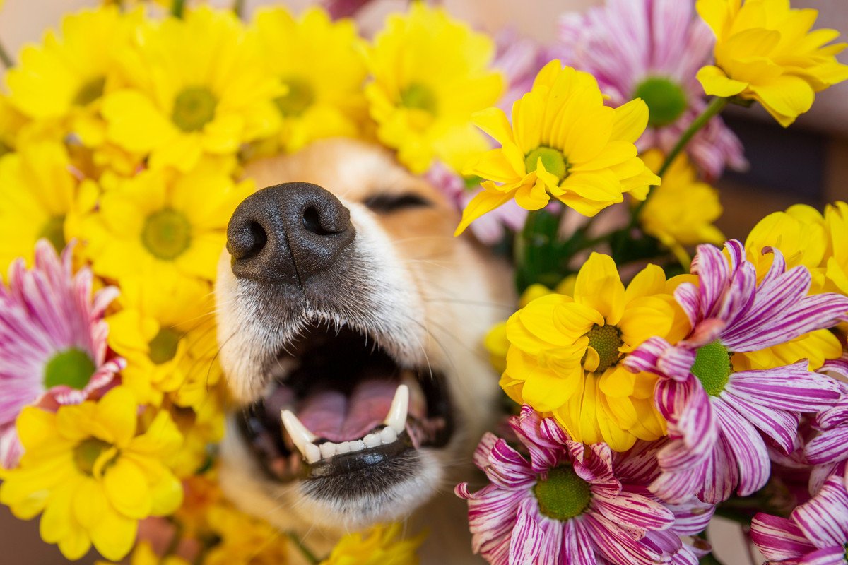 犬の『鼻』はこんなにすごい！人間の1億倍も優れた嗅覚に隠された特殊能力とは