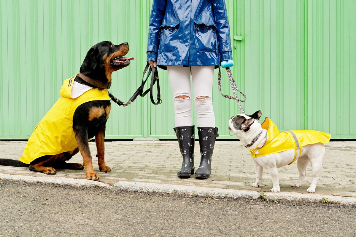 愛犬との『雨の日のお散歩』で役立つ便利グッズ5選　帰宅後のケアを快適にしてくれるアイテムをご紹介