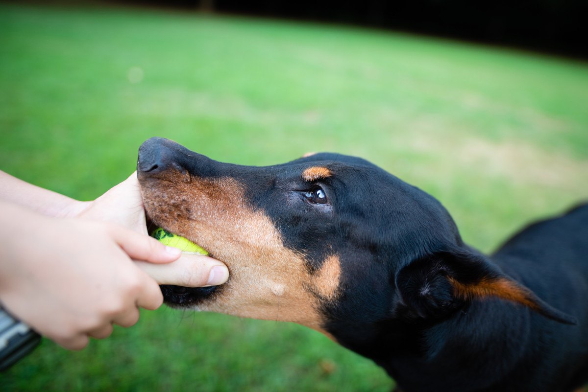 犬が『モノに執着』してくる時の心理5選！落ち着かせるための方法とは？