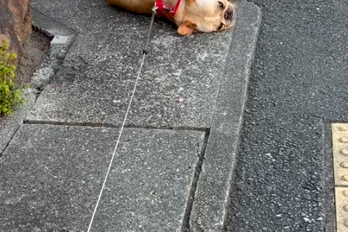 公園が大好きな犬に『帰るよ』と伝えた結果→嫌がりすぎて…子どものような『駄々のこね方』が25万再生「永遠の3歳」「出くわしたら拾いたい」