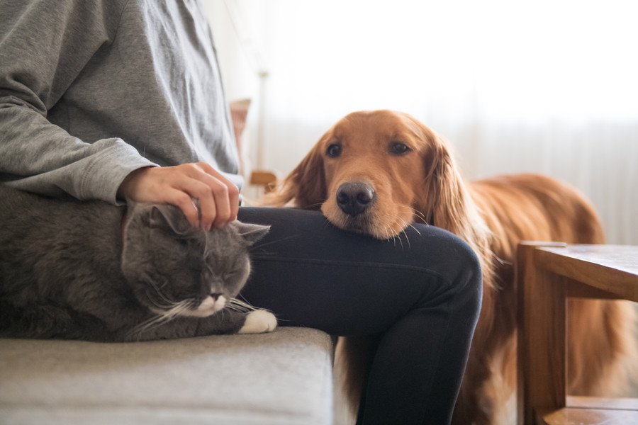 犬の可愛いあざとさについ負けてしまう時５つ