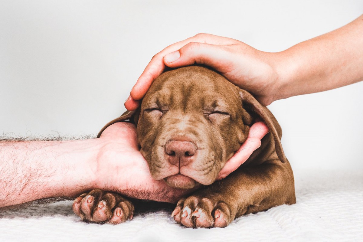 犬が短命になる『４つのタブー』 寿命を縮めてしまう行動とは？