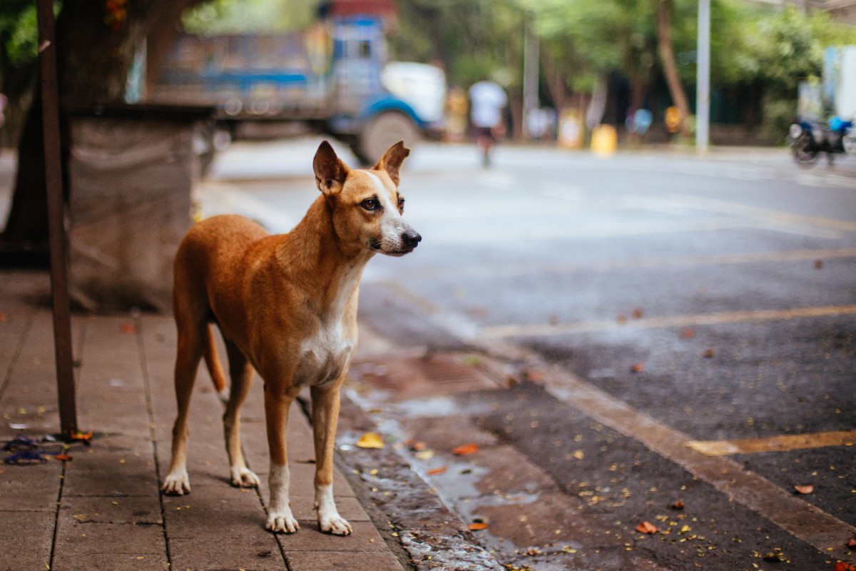 インドの路上で暮らす犬たちの食べ物獲得戦略【研究結果】