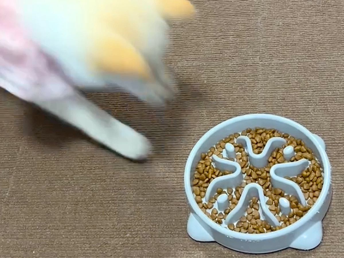 子犬のご飯に『早食い防止皿』を使ってみた結果→もはや倍速…？予定と違いすぎる光景が256万再生「早送りみたいｗ」「お見事すぎ」と爆笑