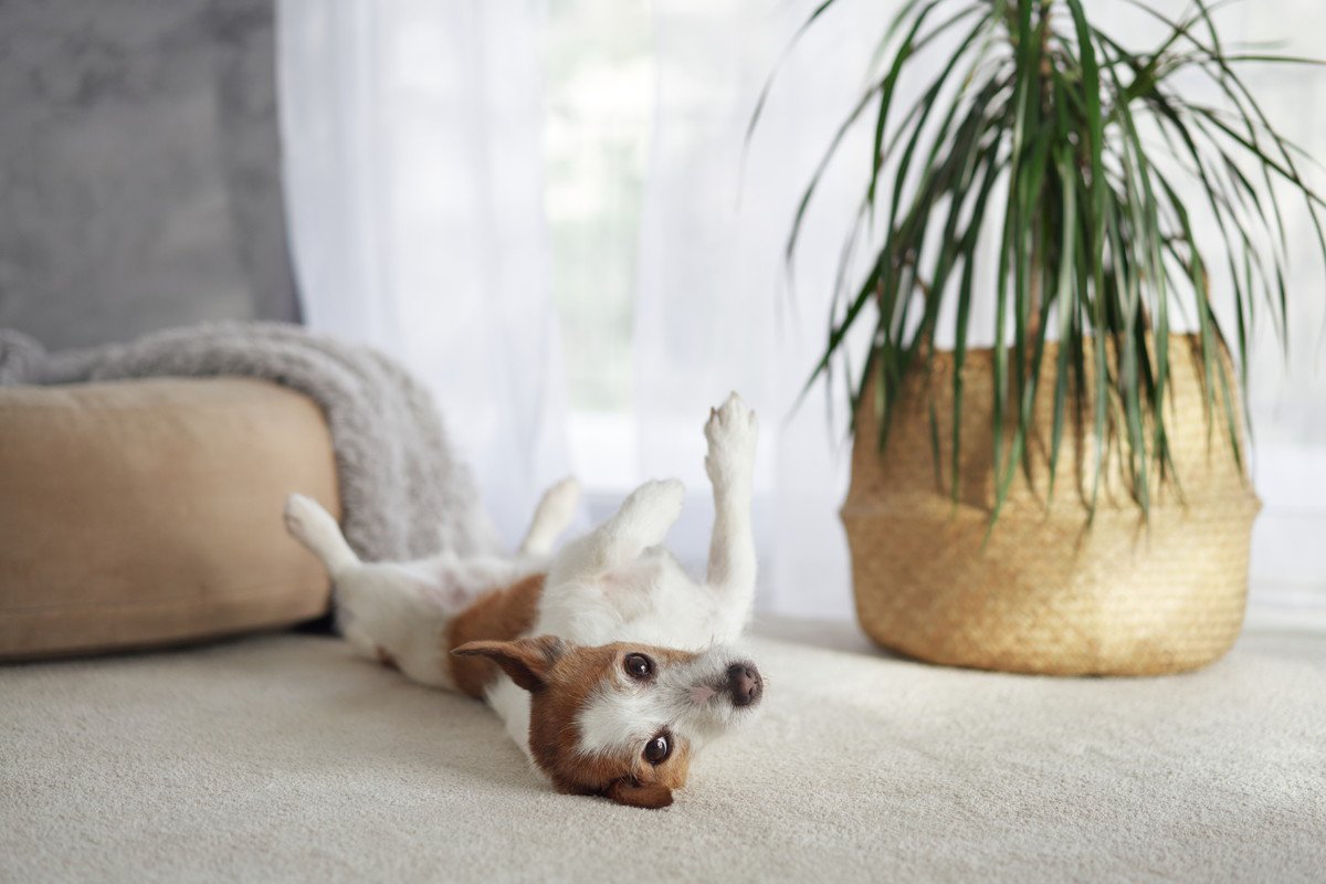 犬がシャンプー後、体を床に擦りつける理由5つ　あちこちにスリスリするのはなぜ？対処法まで
