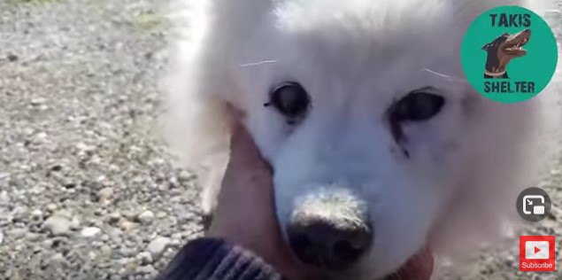 高齢で盲目、ガンに冒された犬。保護したその日に飼い主が見つかる！