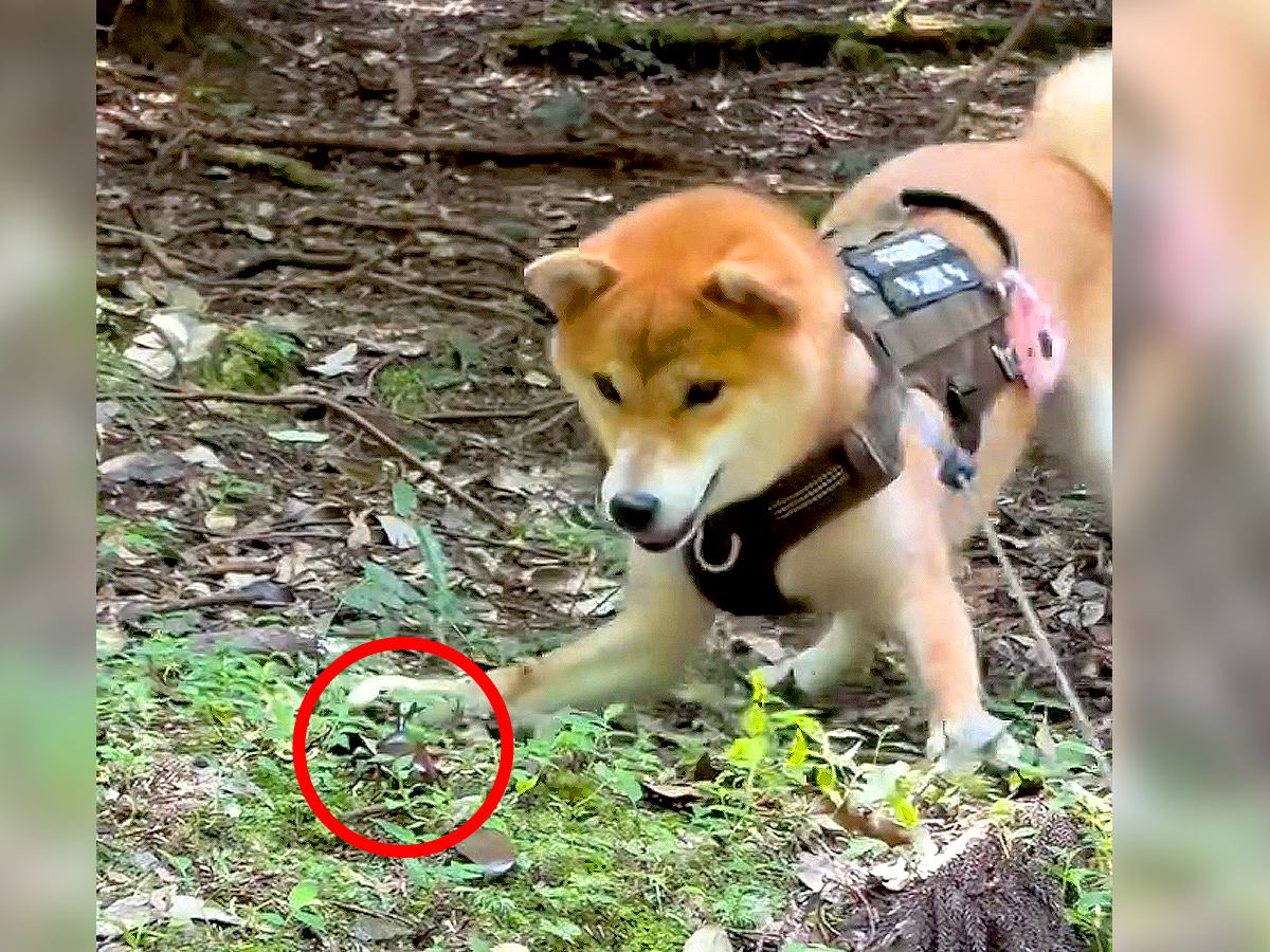 ビビリな犬が『初めてカブトムシを見た』結果…まるでコントのような『まさかの反応』が89万再生「私と同じリアクションで草」爆笑と共感の声