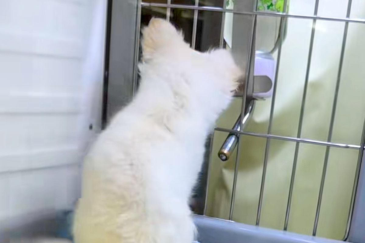 『ちゃんと面倒みれるの？』と、子犬を飼うことに抗議する夫→反対を押し切り飼った結果…まさかの現在に反響「パパも可愛い」「ワンコの勝利」