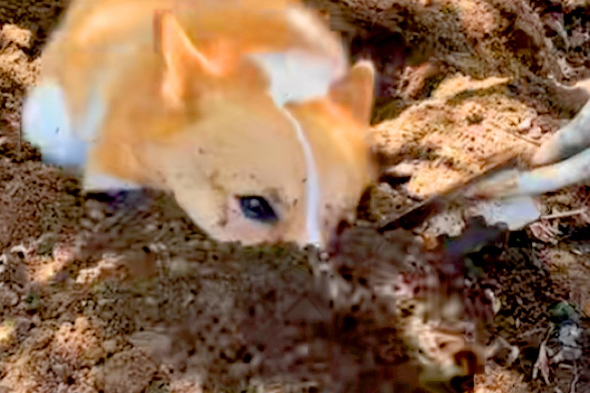 母が庭で『花植え』をしていたら、犬が邪魔をしてきて…想像以上に迷惑な『まさかの行動』に爆笑「伝説のツチノコか…」「大きいモグラで草」