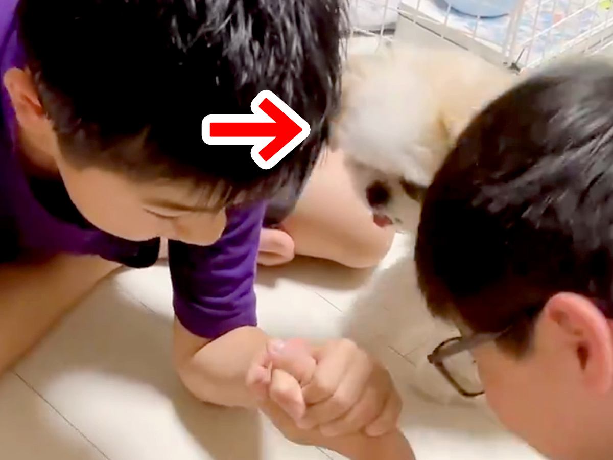 腕相撲をする2人の男の子→『喧嘩をしてる！』と犬が勘違いした結果…とんでもなく優しい『まさかの行動』が14万再生「守ろうとしてる」と反響
