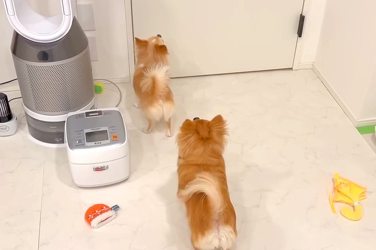 1ヶ月ぶりに飼い主と会う犬→ドアを開けた瞬間、思った以上に大喜びして…愛に溢れた『再会の光景』に反響「テンション爆上がりで最高」「感動」