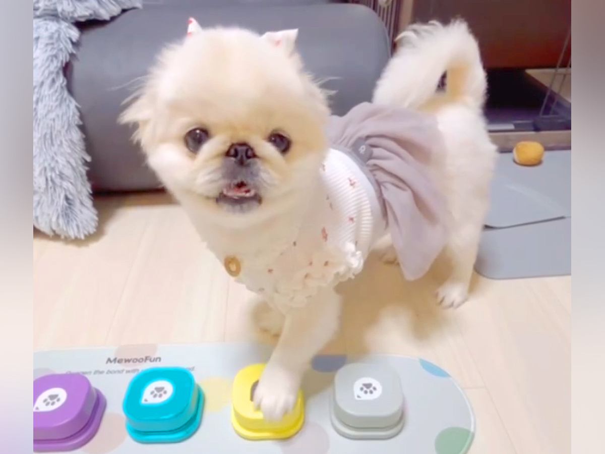 本当に喋ってるみたい…！犬と『会話ボタン』を練習→1日目で見せた『驚きの成果』が2万再生「完璧すぎる」「絶妙なタイミングで笑ったｗ」の声