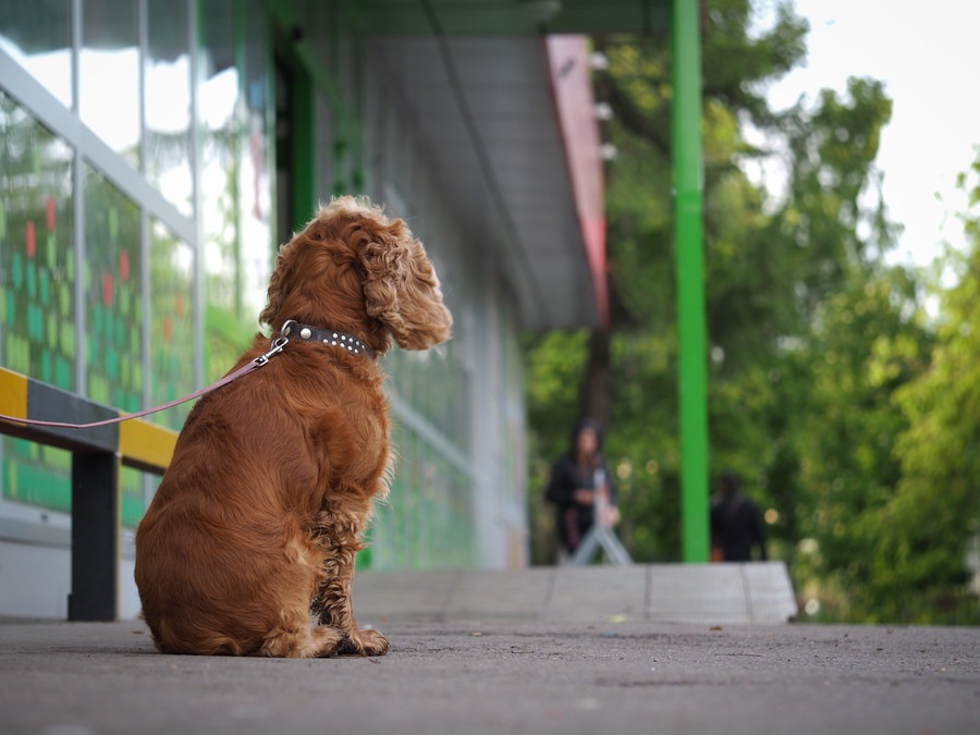 愛犬をお店の外に繋いで待たせておく危険性や注意点