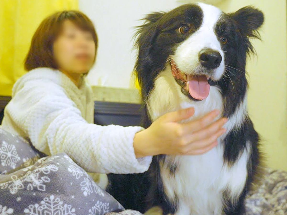 犬と『初めて朝まで一緒に寝てみた』結果…まさかの"修学旅行の夜"のテンションで騒ぐ光景が29万再生「大暴れで笑ったｗ」絶賛と爆笑の声