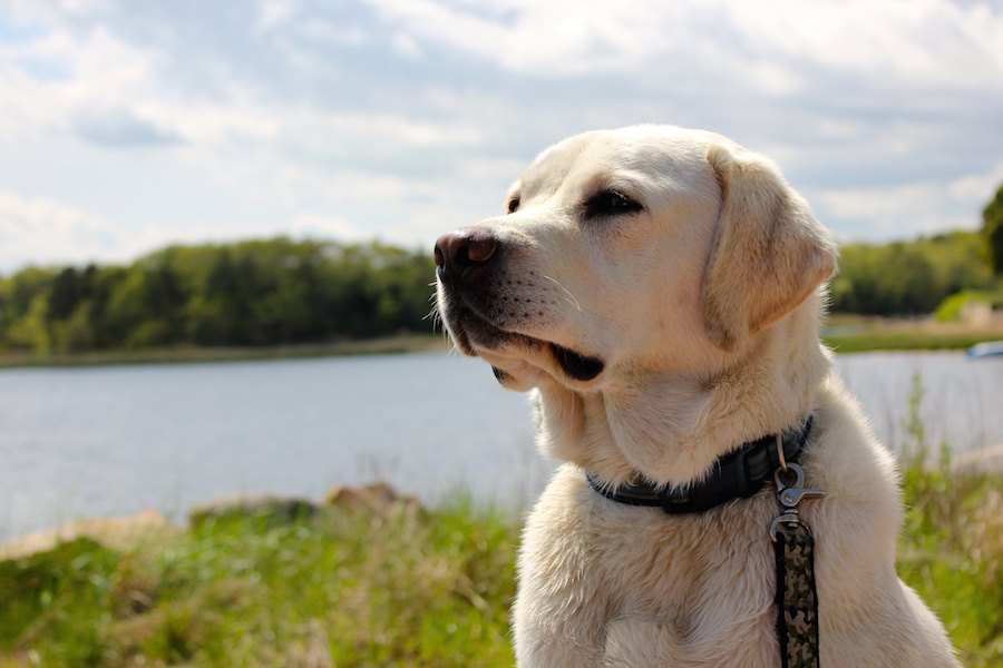 犬はお店の外で飼い主を待っているとき何を考えてる？