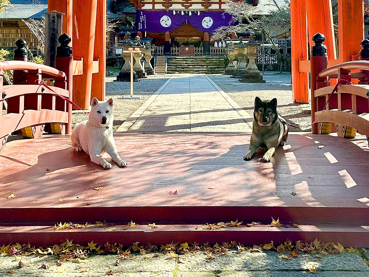 神社で活躍する『みちびきのご神犬』…神様に奉納された『紀州犬の親子』が神々しすぎると75万表示「凛々しくて素敵」「日本の宝」と話題に